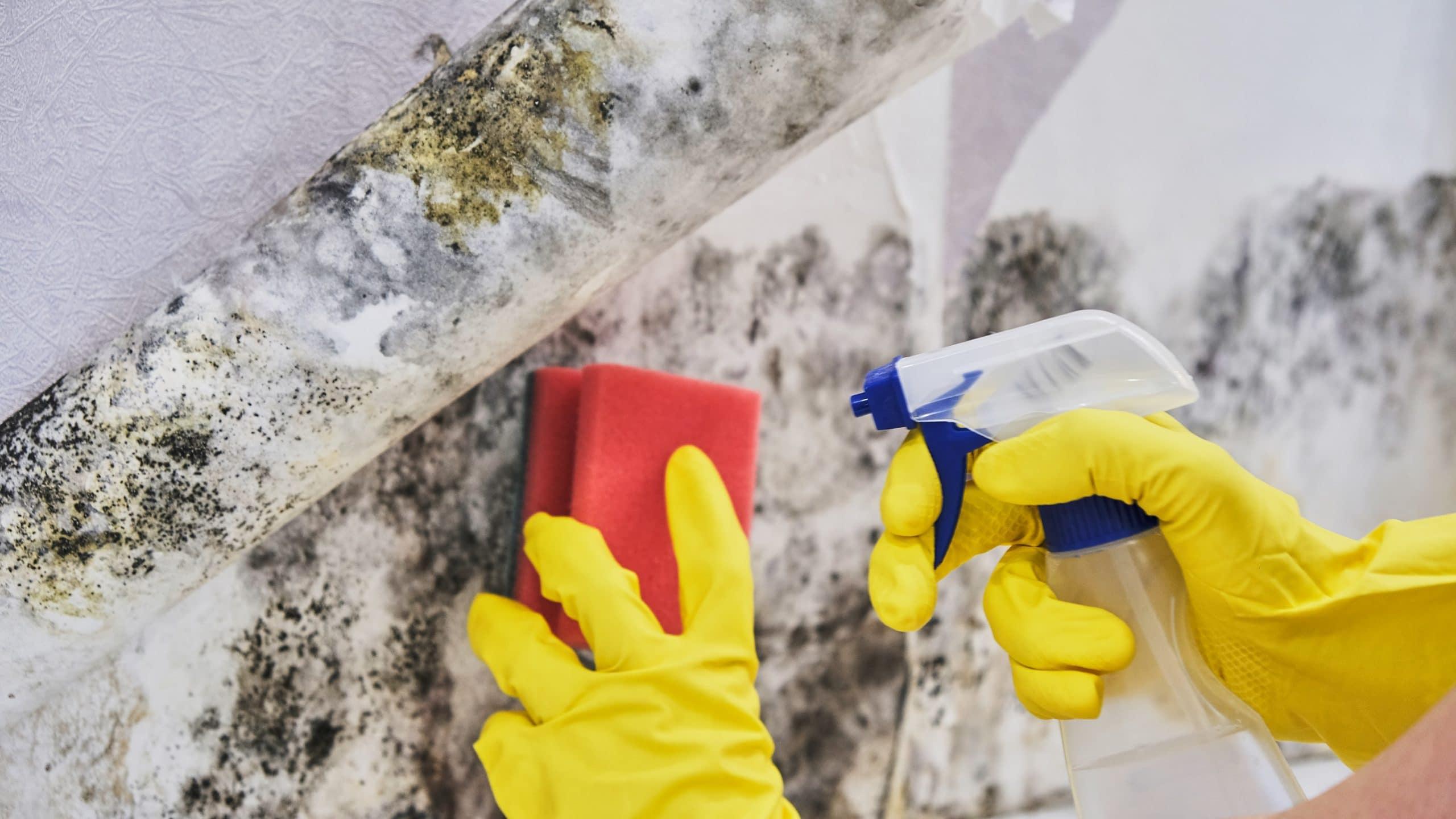 Mold remediation work